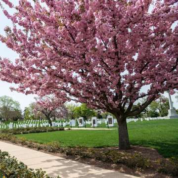 Prunus serrulata'Pink Perfection'