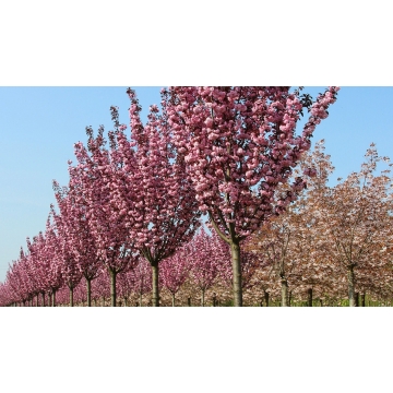 Prunus serrulata'Royal Burgundy'