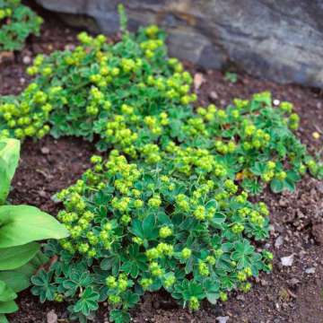 Alchemilla faeroensis pumila