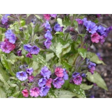 Pulmonaria'Smokey Blue'