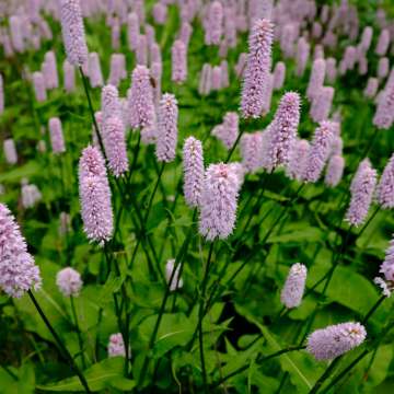 Persicaria bisorta'superba'