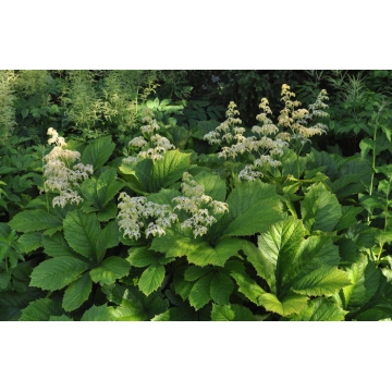 Rodgersia aesculifolia