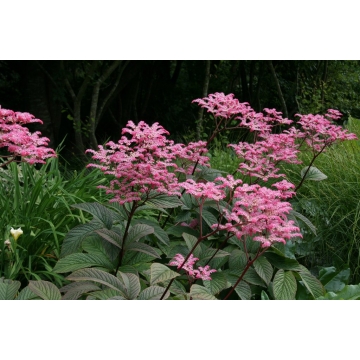 Rodgersia pinnata'Chocolate Wings'