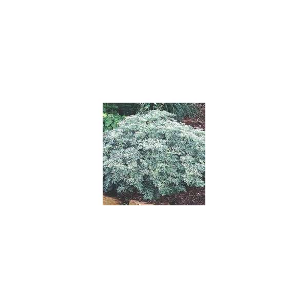 Artemisia'Powis Castle'