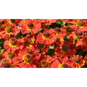 Helenium'Salsa'