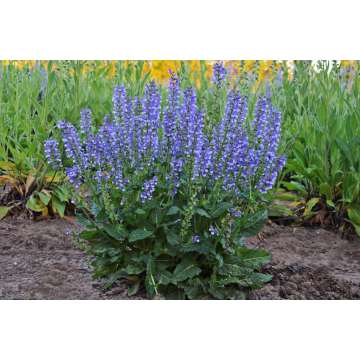 Salvia argentea'Azure Snow'