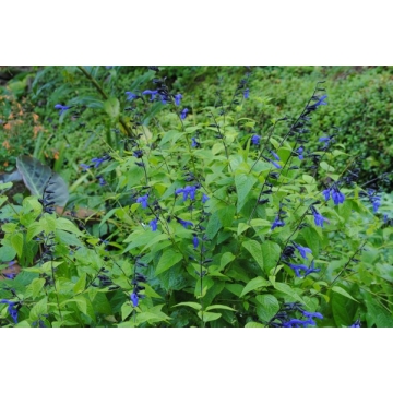 Salvia guaranitica'Black and Blue'