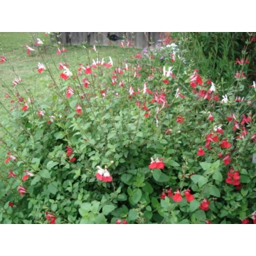 Salvia microphylla'Hotlips'