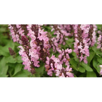 Salvia nemerosa'Sensation Rose'