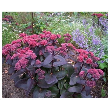 Sedum 'Jose Aubergine'