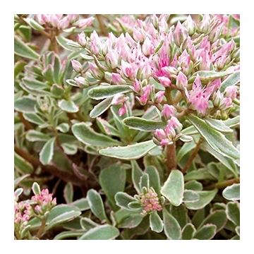 Sedum spurium'Variegata'