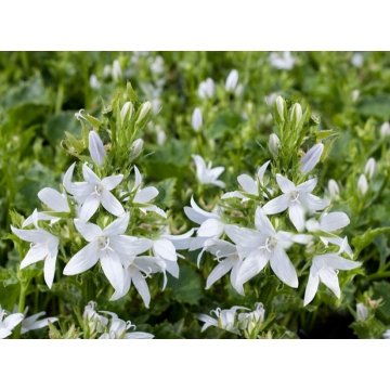 Campanula poscharskyana'E.H.Frost'