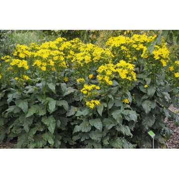 Silphium perfoliatum'Maya'