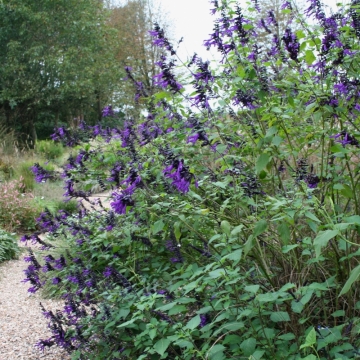 Salvia'AmIstad'