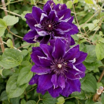 Clematis'Shin-Shigyoku'