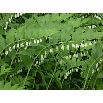 Polygonatum multiflorum