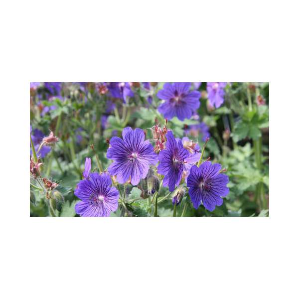 Geranium magnificum'Ernst Pagels'