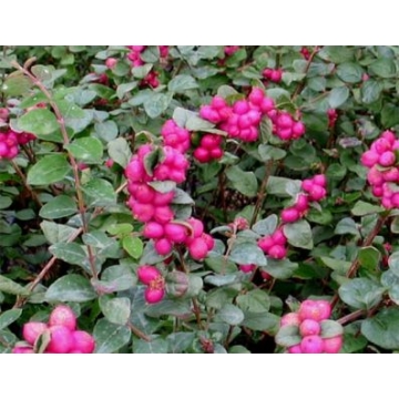 Symphoricarpos doorenbosii'Magic Berry'