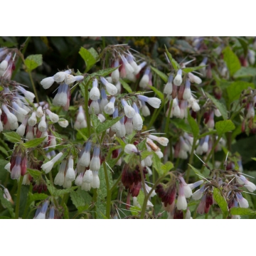 Symphytum grandiflorum'Wisley Blue'