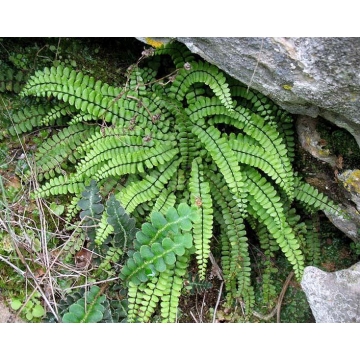 Asplenium trichomanes