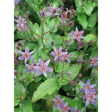 Tricyrtis formosa