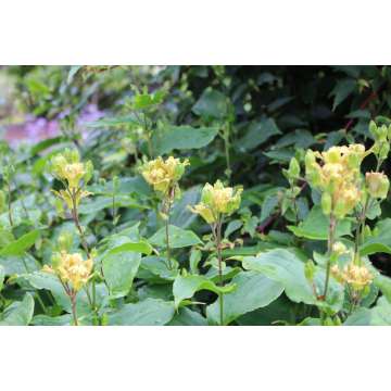 Tricyrtis latifolia