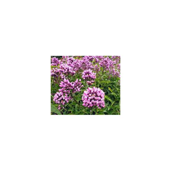 Phlox paniculata'Butonik'