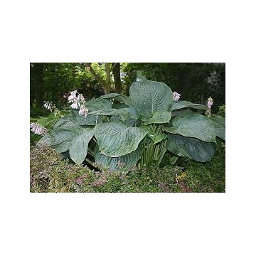 Hosta'Empress Wu'