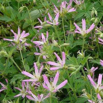 Geranium oxonianum'Sherwood'