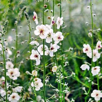 Verbascum blattaria'Albiflorum'