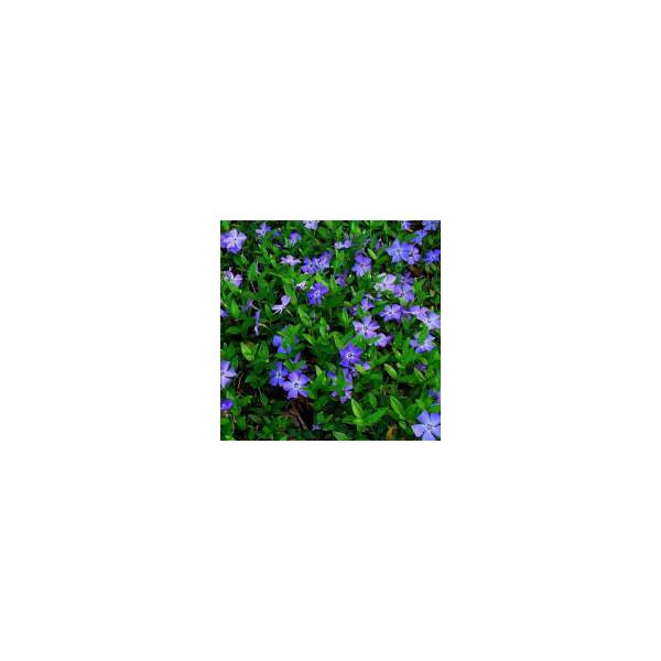 Vinca minor