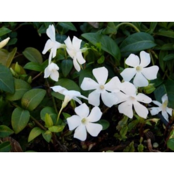 Vinca major'Alba'