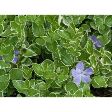 Vinca minor'Argenteovariegata'