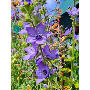 Campanula primulifolia