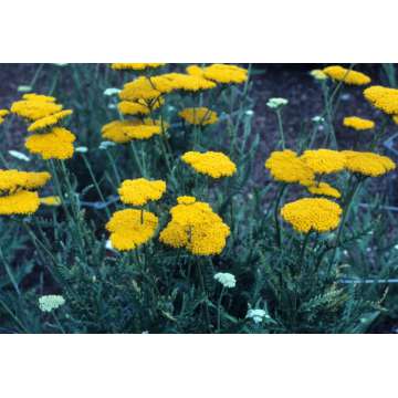 Achillea filipendulina'Altgold'