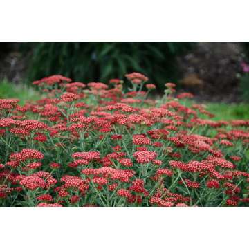 Achillea'Sassy Summer Sangria'