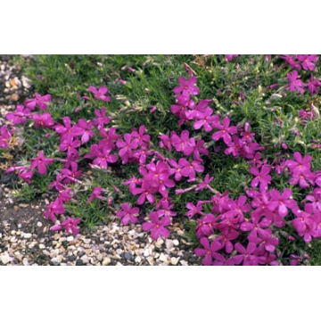 Phlox douglasii'Crackerjack'