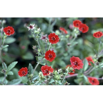 Potentilla'Gibson's Scarlet'