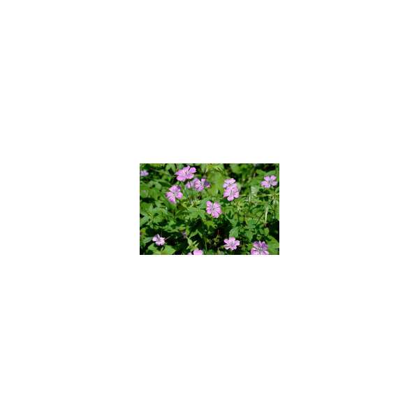 Geranium nodosum