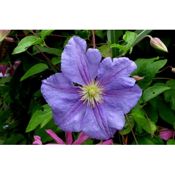 Clematis'Perle d'Azur'