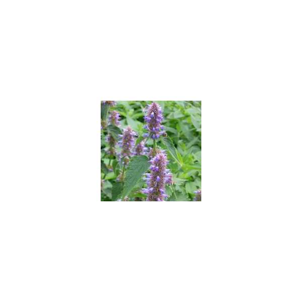 Agastache rugosa