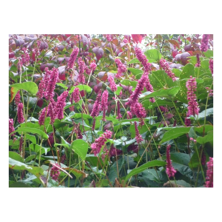 Persicaria amplexicaulis'Inverleith'