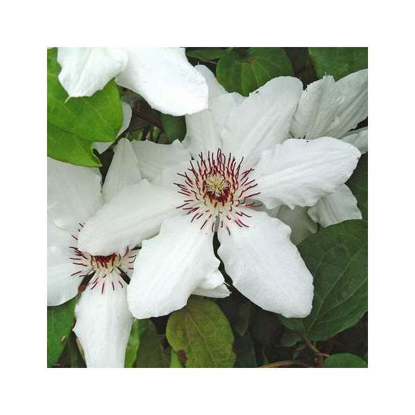 Clematis'James Mason' 