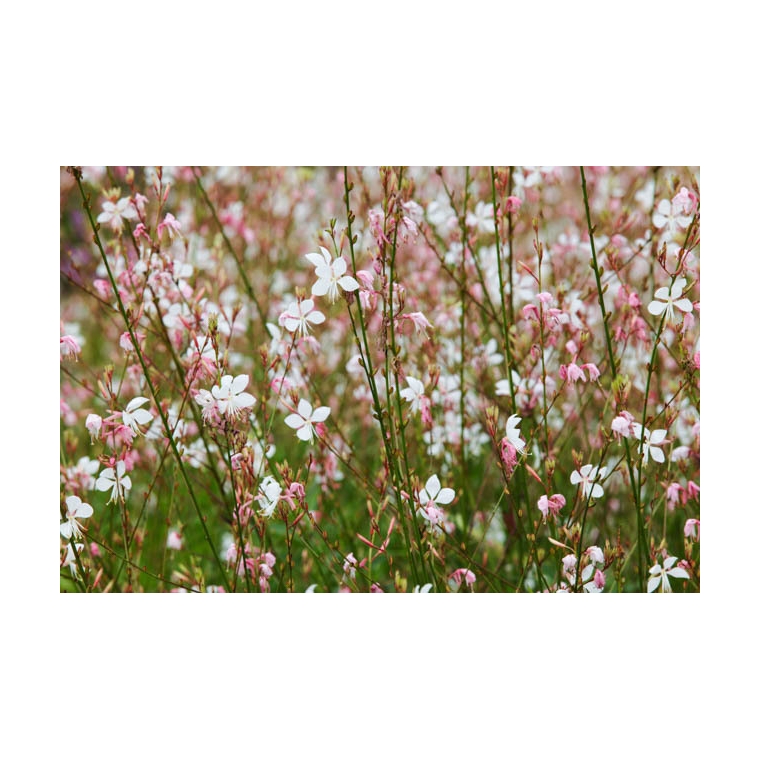 Gaura lindheimeri'Whirling Butterflies'