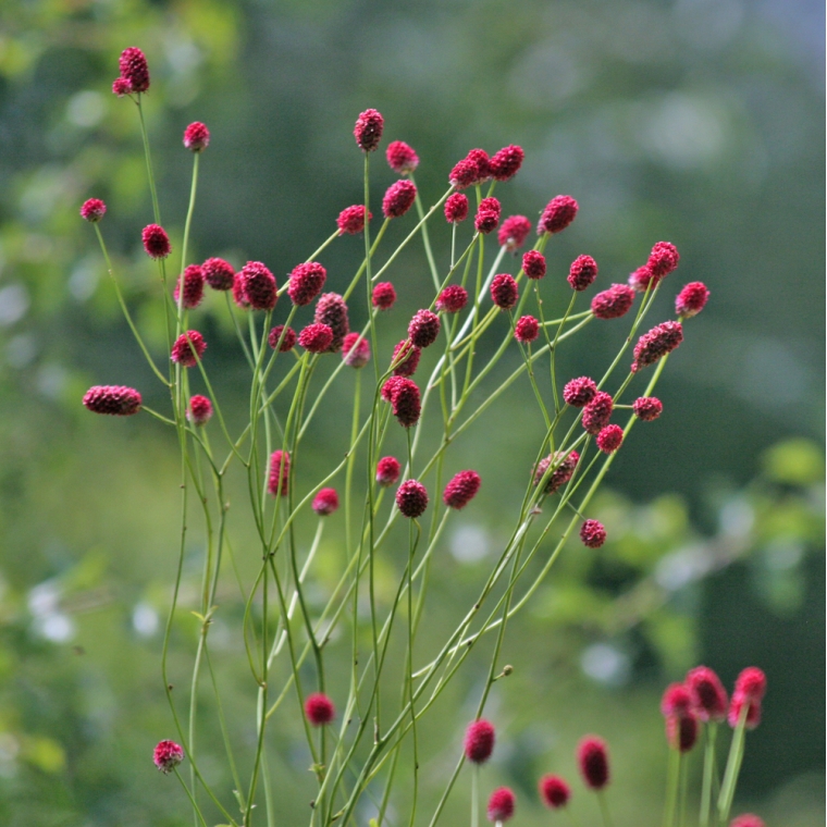 Sanguisorba officinalis 