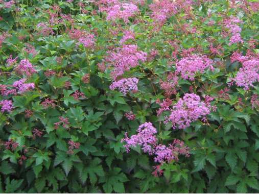 Filipendula'Kahome'