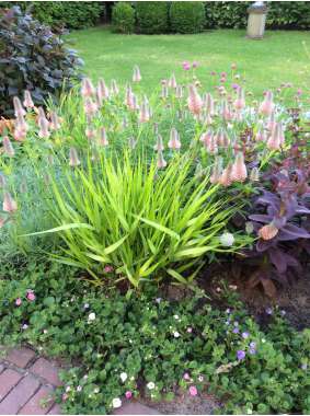 Trifolium rubens'Peach Pink'