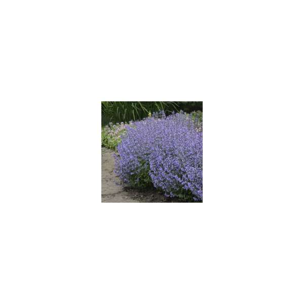 Nepeta faassenii'Purrsian Blue'