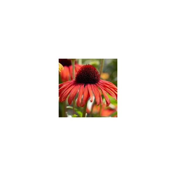 Echinacea'Postman'