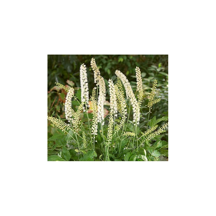 Actaea simplex'White Pearl' 